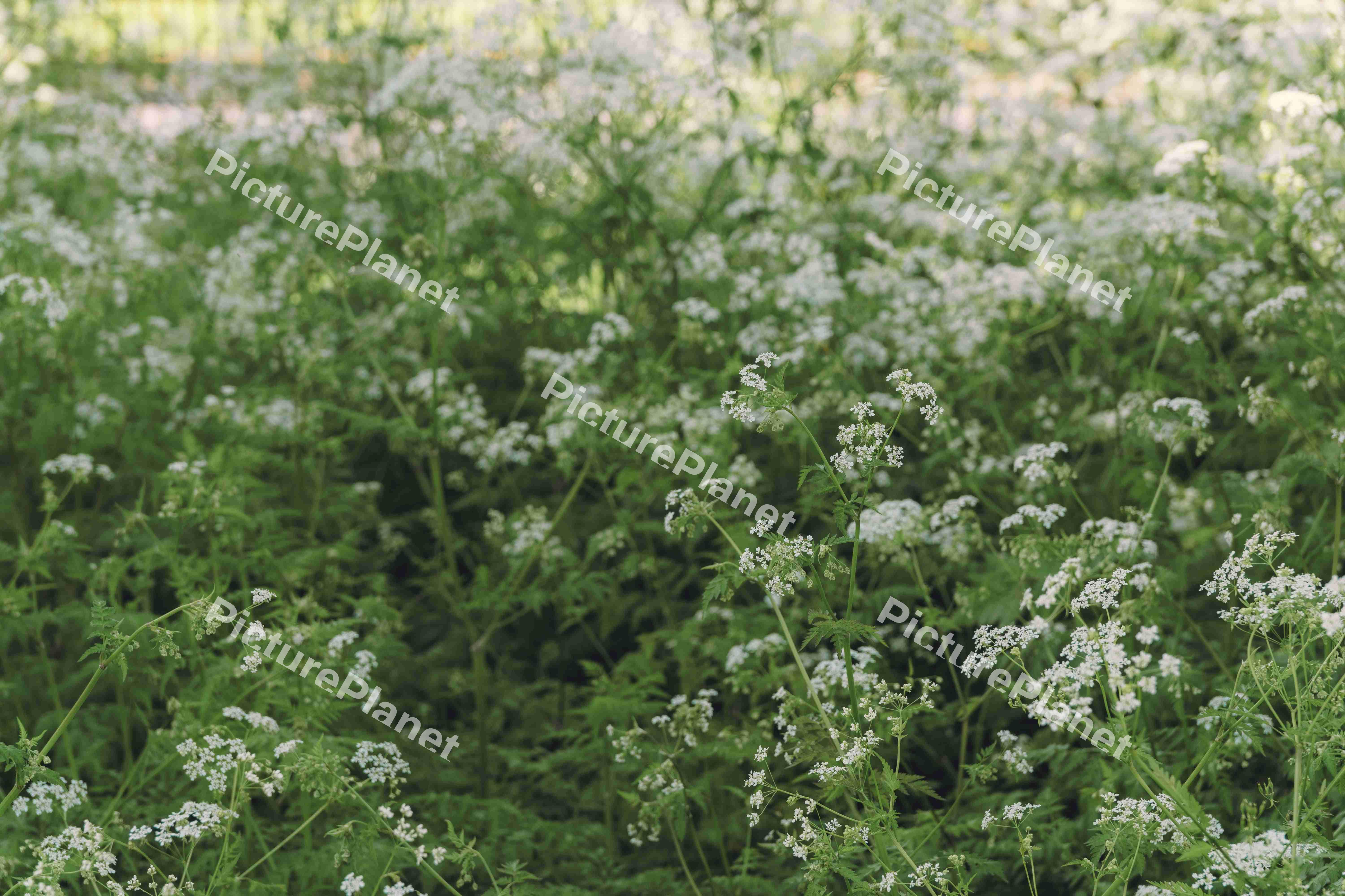 Flowers In Spring